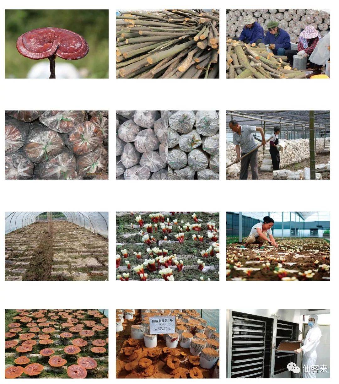 中國(guó)靈芝十大品牌|仙客來(lái)靈芝|仙客來(lái)靈芝破壁孢子粉|仙客來(lái)孢子油|仙客來(lái)靈芝飲片|仙客來(lái)破壁孢子粉|仙客來(lái)靈芝中藥飲片|馳名商標(biāo)|www.tianyabagua.cn|