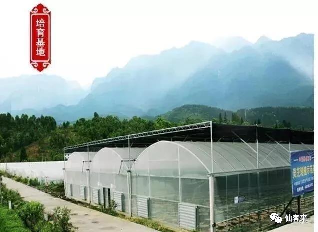 中國靈芝十大品牌|仙客來靈芝|仙客來靈芝破壁孢子粉|仙客來孢子油|仙客來靈芝飲片|仙客來破壁孢子粉|仙客來靈芝中藥飲片|馳名商標|www.tianyabagua.cn|