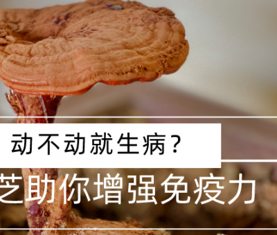 靈芝，預(yù)防您夏季上“火”