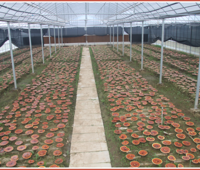 “仙客來”又一項(xiàng)產(chǎn)品榮獲全國(guó)發(fā)明展覽會(huì)“金獎(jiǎng)”