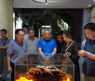 中國中藥協(xié)會領導一行參訪仙客來靈芝
